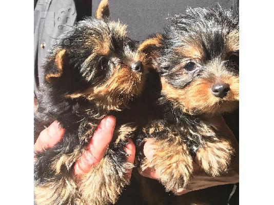 Yorkie για 200 €
